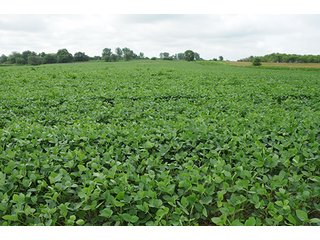 Tract 2 - OHIO REAL ESTATE AUCTION, 198+/- Acres offered in 6 Tracts